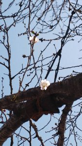 仙川の桜が咲いたぁ～！！