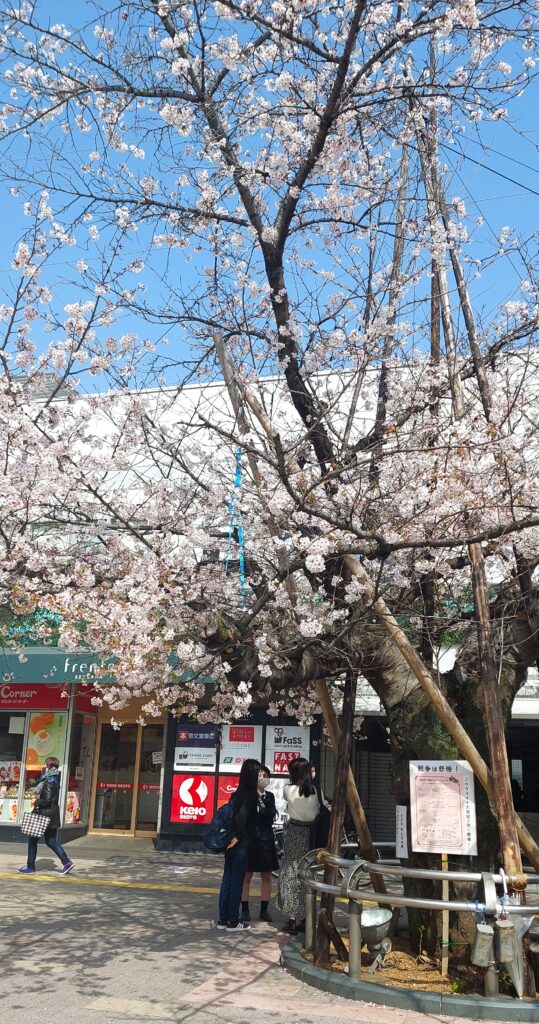 桜満開